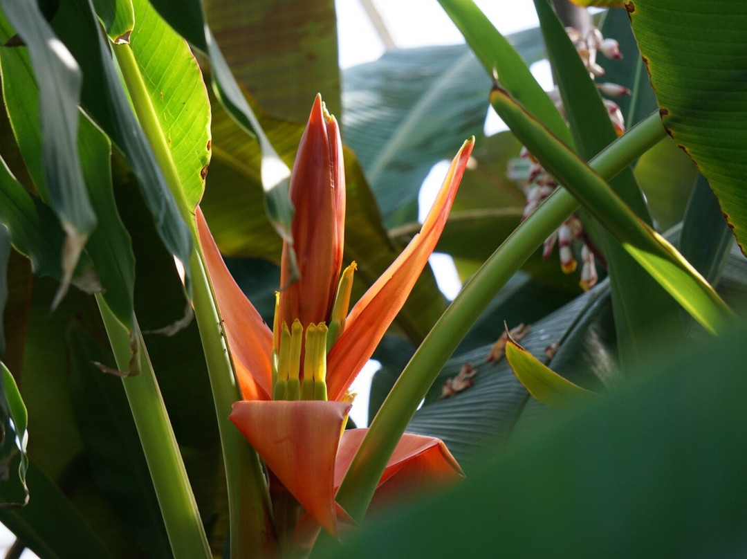Oak Park Conservatory-奥克帕克必去景点