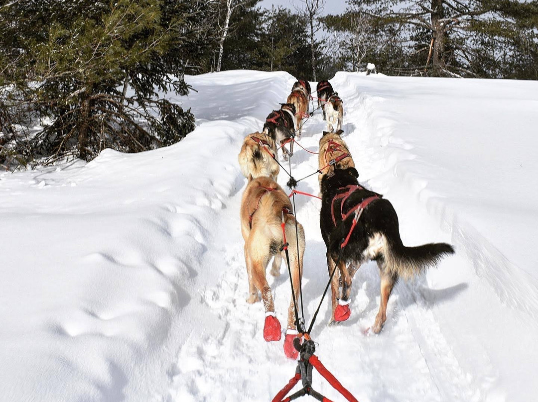 Nature's Kennel Sled Dog Racing and Adventures景点图片
