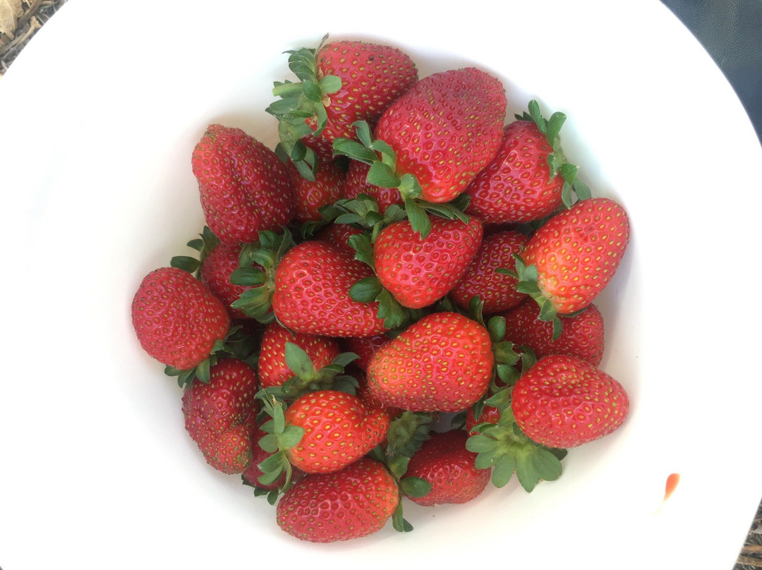 Beechworth Berries-比奇沃思必去景点