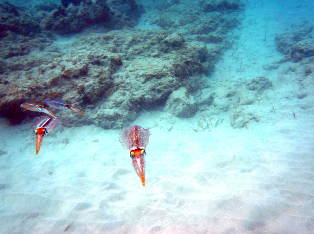 Playa Tamarindo-库莱布拉岛必去景点