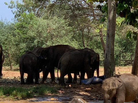 M.P.Holiday Tours Sri Lanka-卡卢特勒必去景点