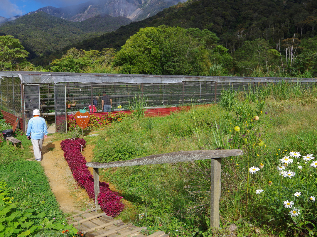 Mesilou Highland Strawberry Farm-昆达山必去景点