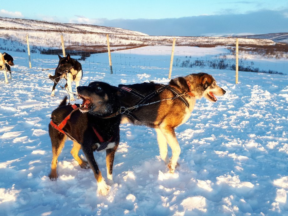 Tana Husky - Day Tours-Tana Bru必去景点