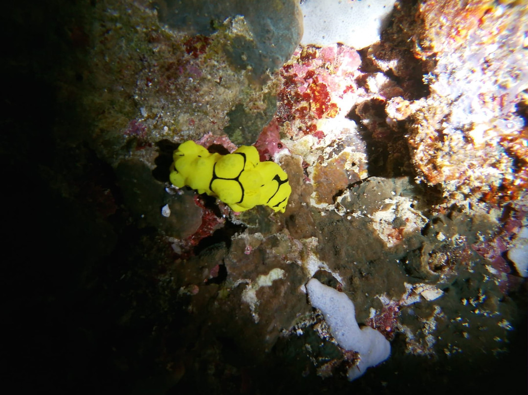 Cabilao Sanctuary Beach & Dive Resort主图