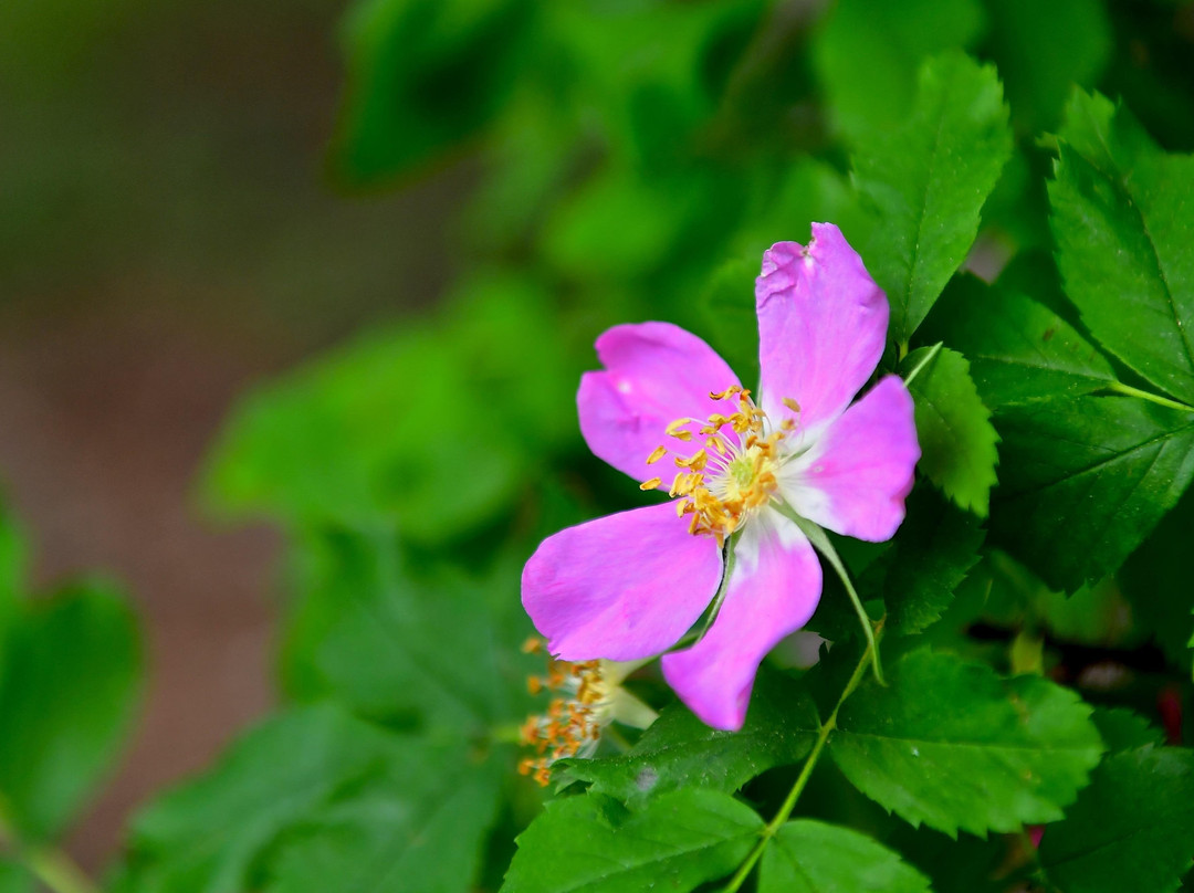 Yellowstone Adventure Tours-大斯凯必去景点