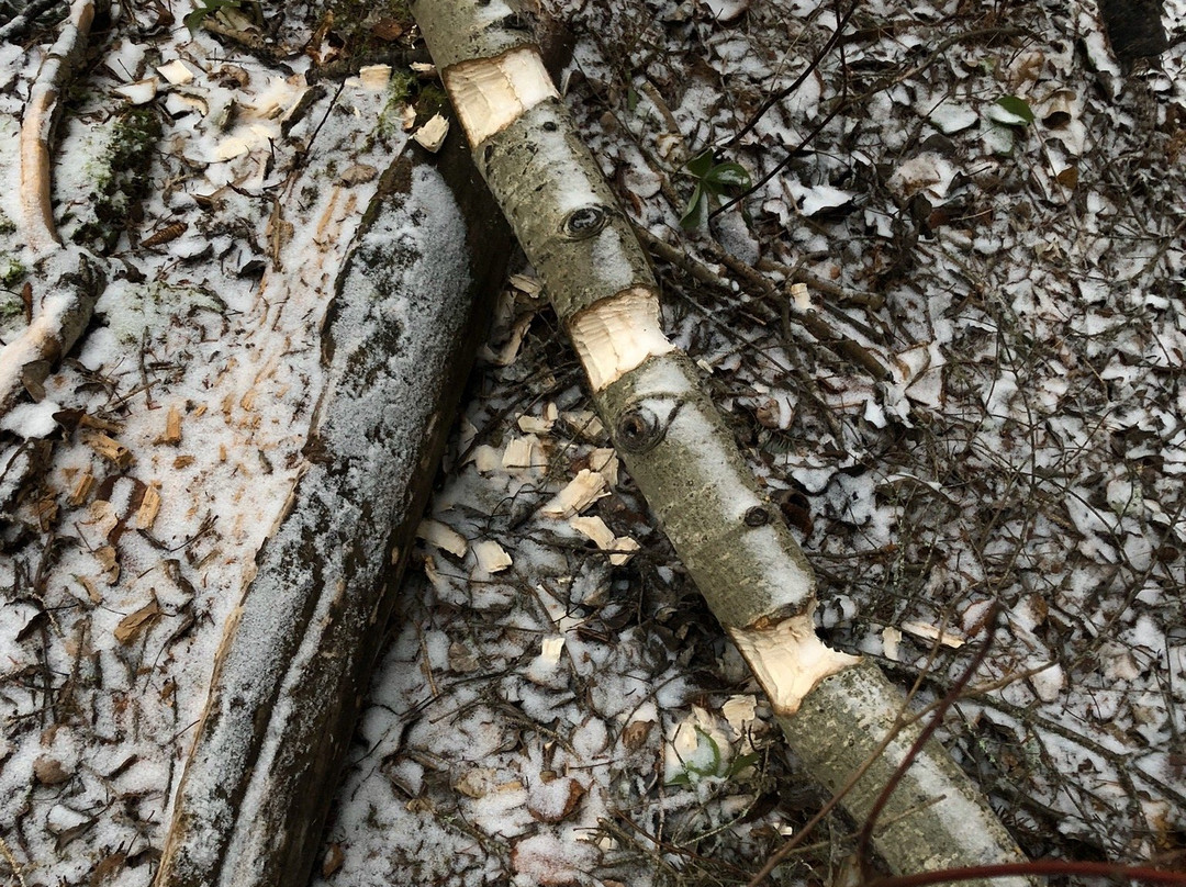 Eskers Provincial Park-Reid Lake必去景点