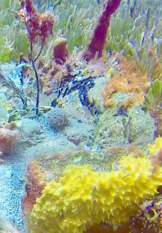 Golden Rock Dive Center-圣尤斯泰希厄斯岛必去景点