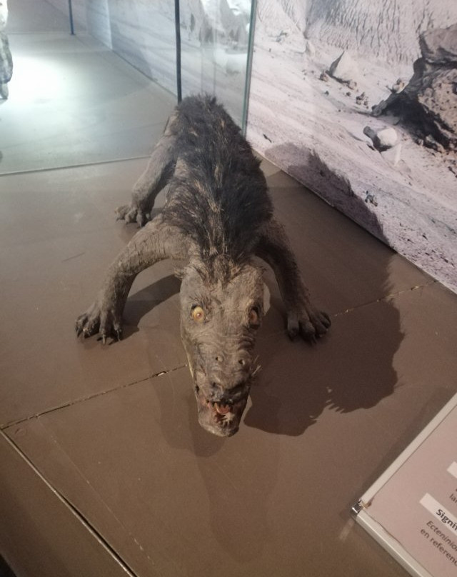 Museo de Ciencias Naturales景点图片