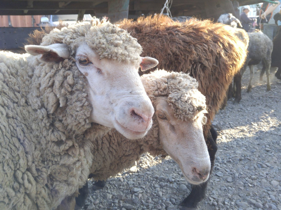 Karakol Cattle Market景点图片