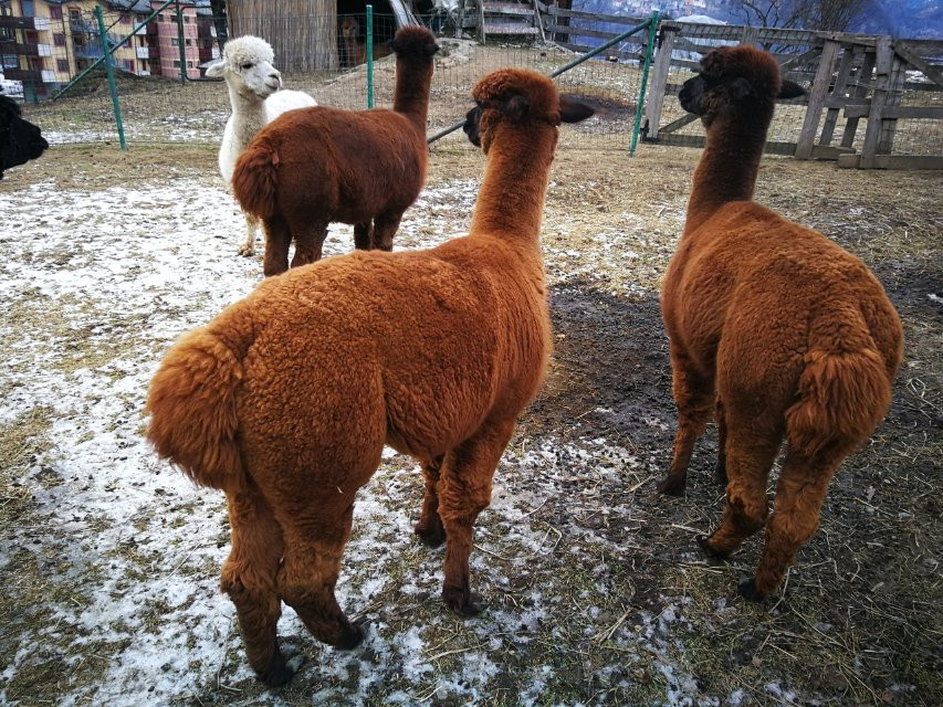 Alpacas la Foppa景点图片