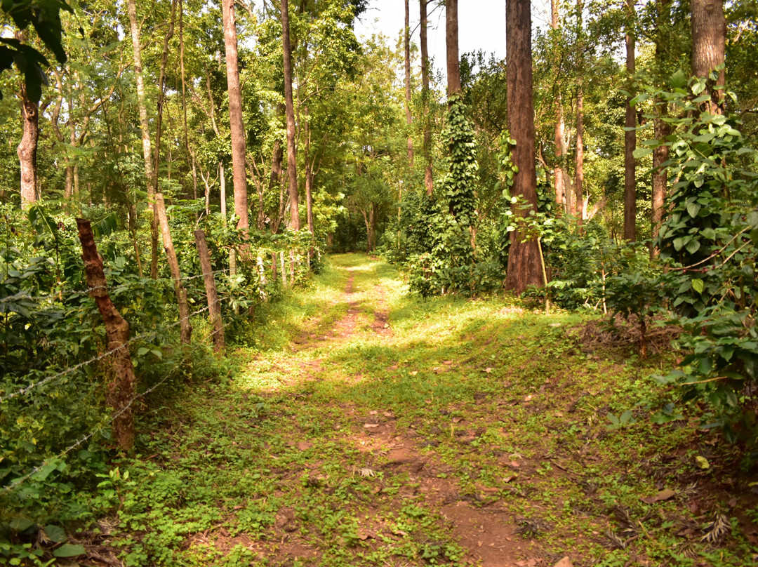 The Wildernest Homestay主图