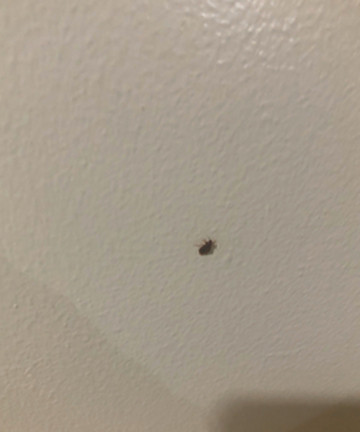 Swiss-Belcourt Lombok酒店图片