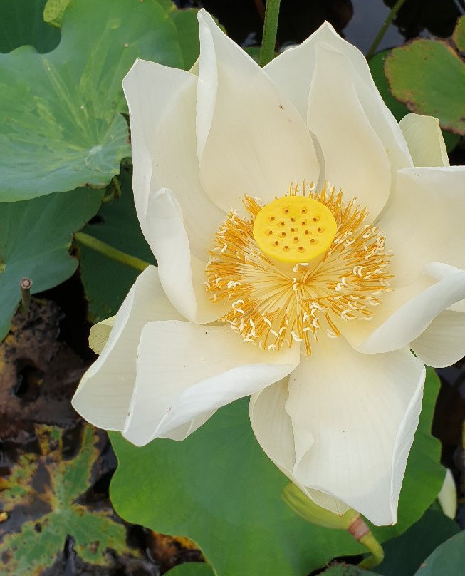 Curepipe Botanical Garden景点图片