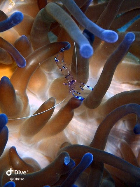 甘米银沙滩生态火山度假&潜水胜地主图