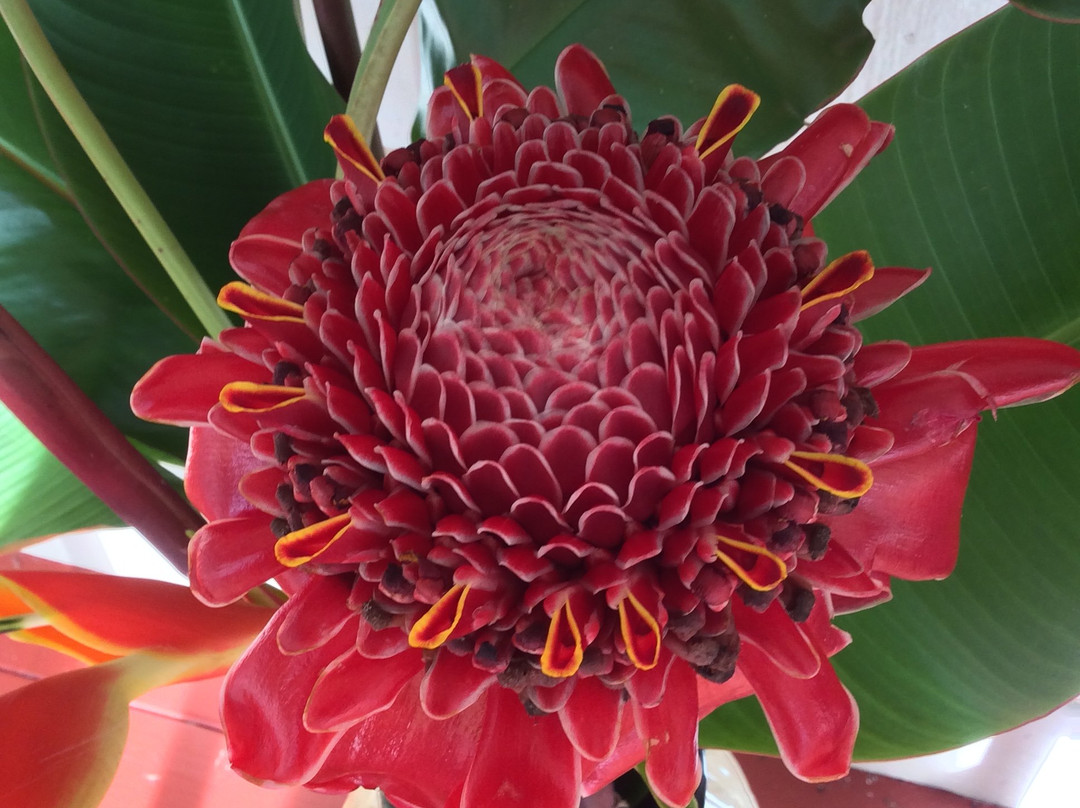 Kinoole Farmers Market-希洛必去景点