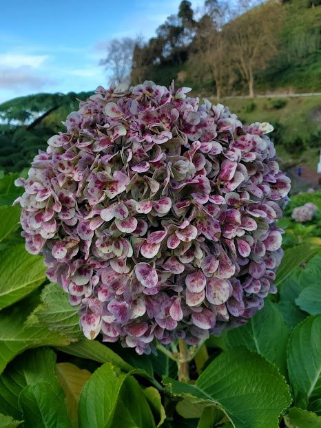 Pure Azores Tours-蓬塔德尔加达必去景点