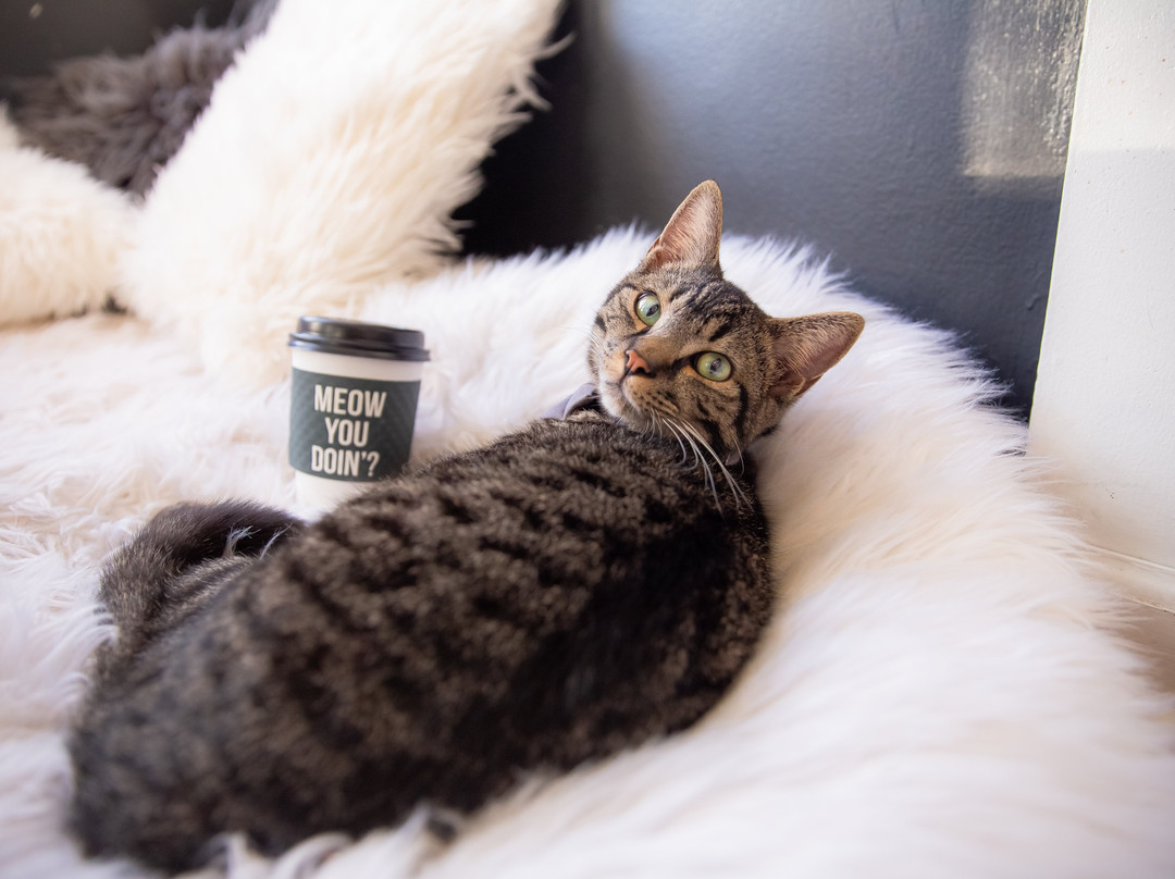 Crumbs & Whiskers-华盛顿特区必去景点