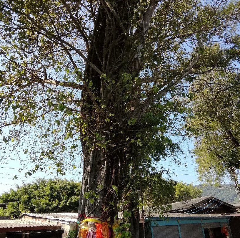 Tuek Daeng-尖竹汶必去景点