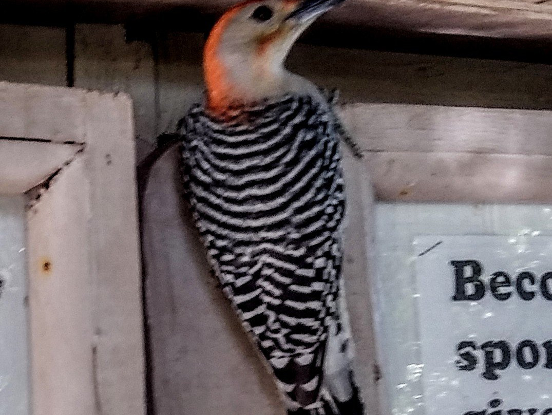 Key West Wildlife Center-基韦斯特必去景点