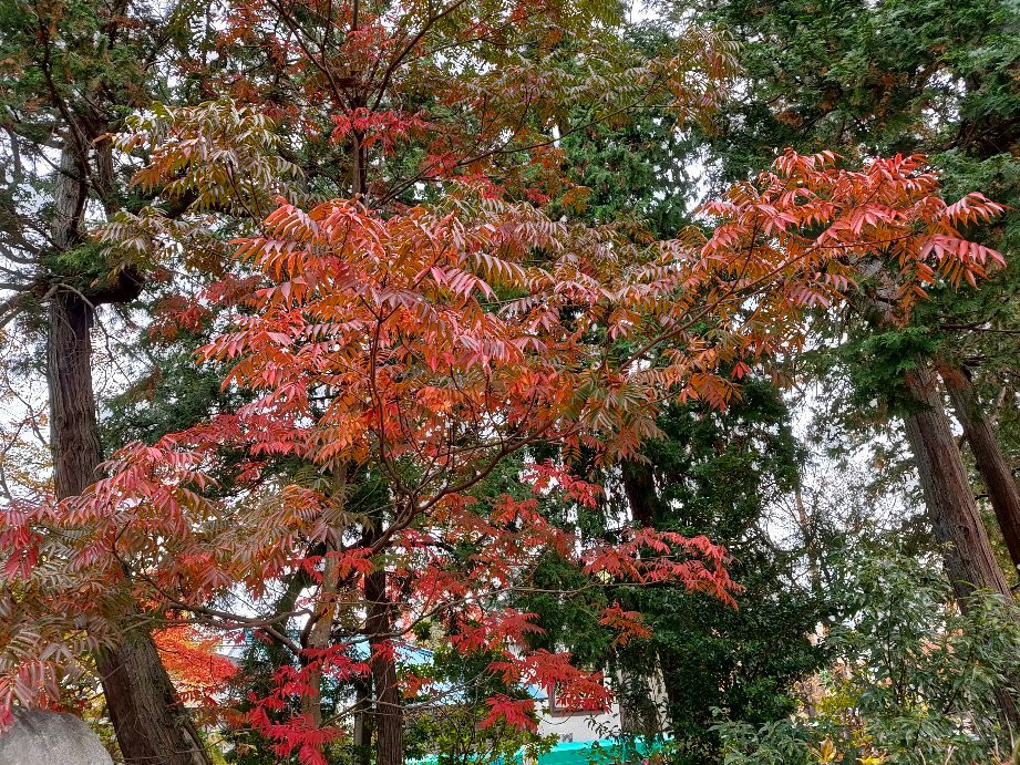 Kenshindaira-栃木市必去景点