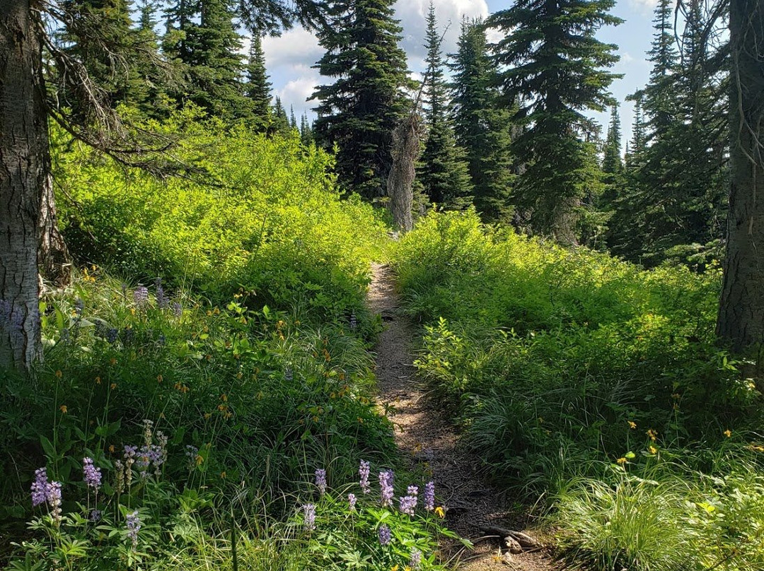 Whitefish Mountain Resort景点图片