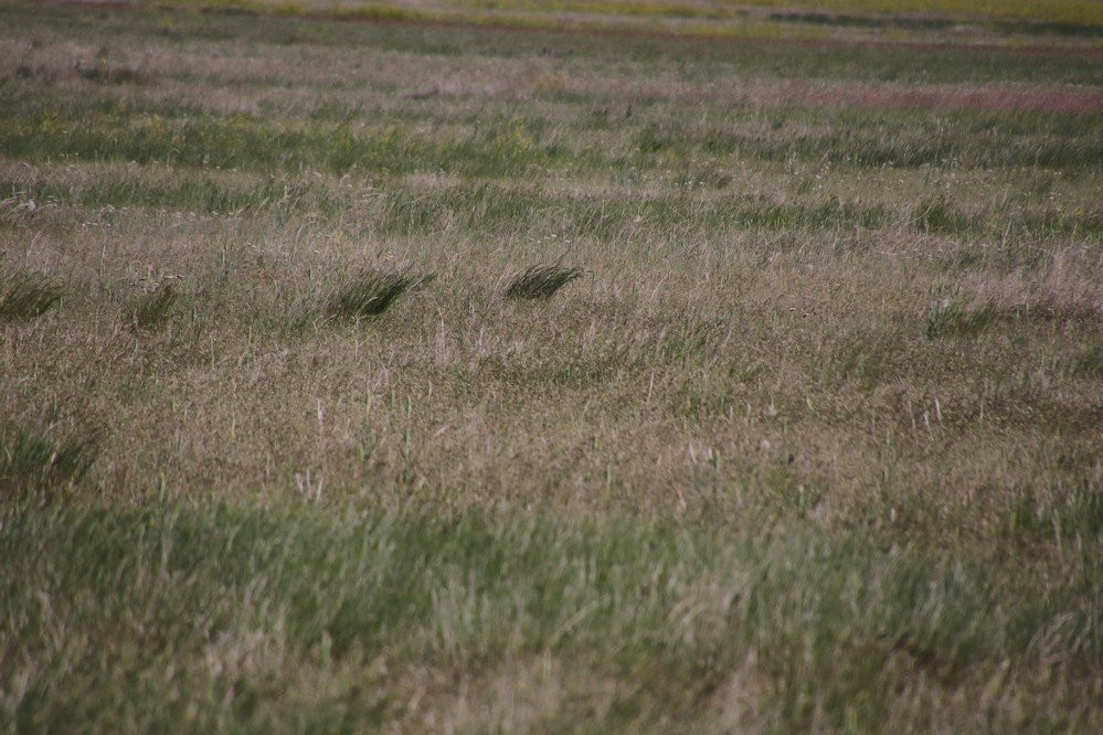 Benton Lake National Wildlife Refuge-大瀑布市必去景点