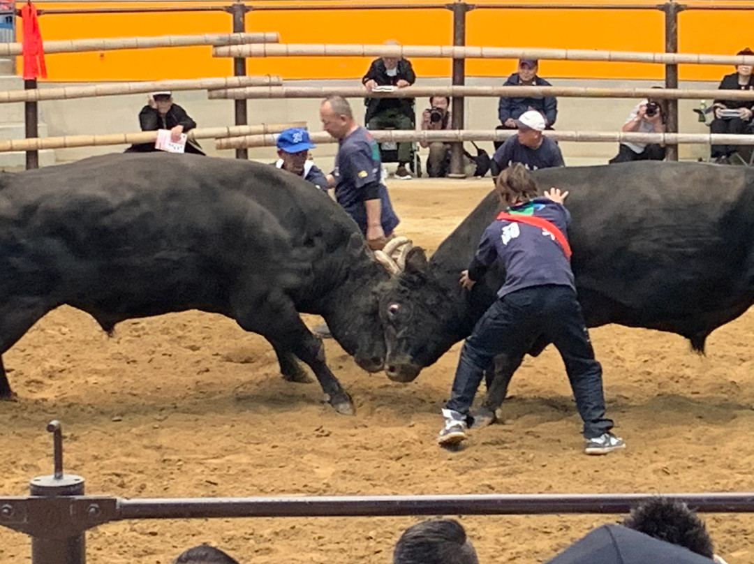 Uwajima City Bullfighting Arena-宇和岛市必去景点