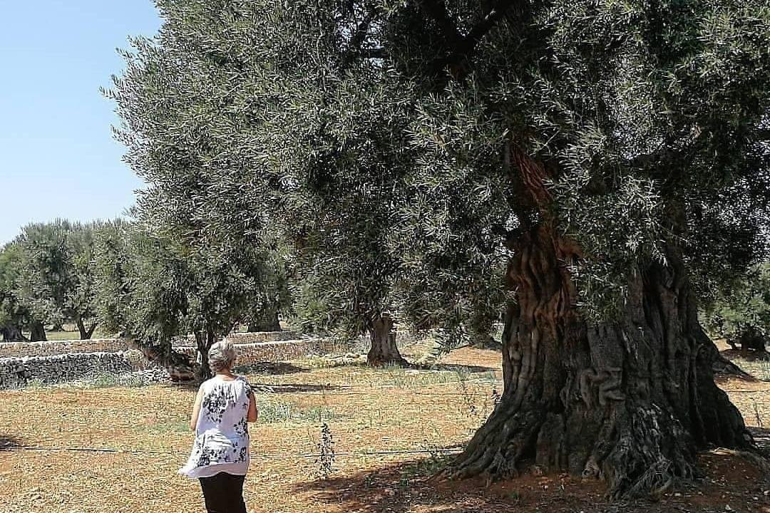 Trullallero Trullallà-巴里必去景点