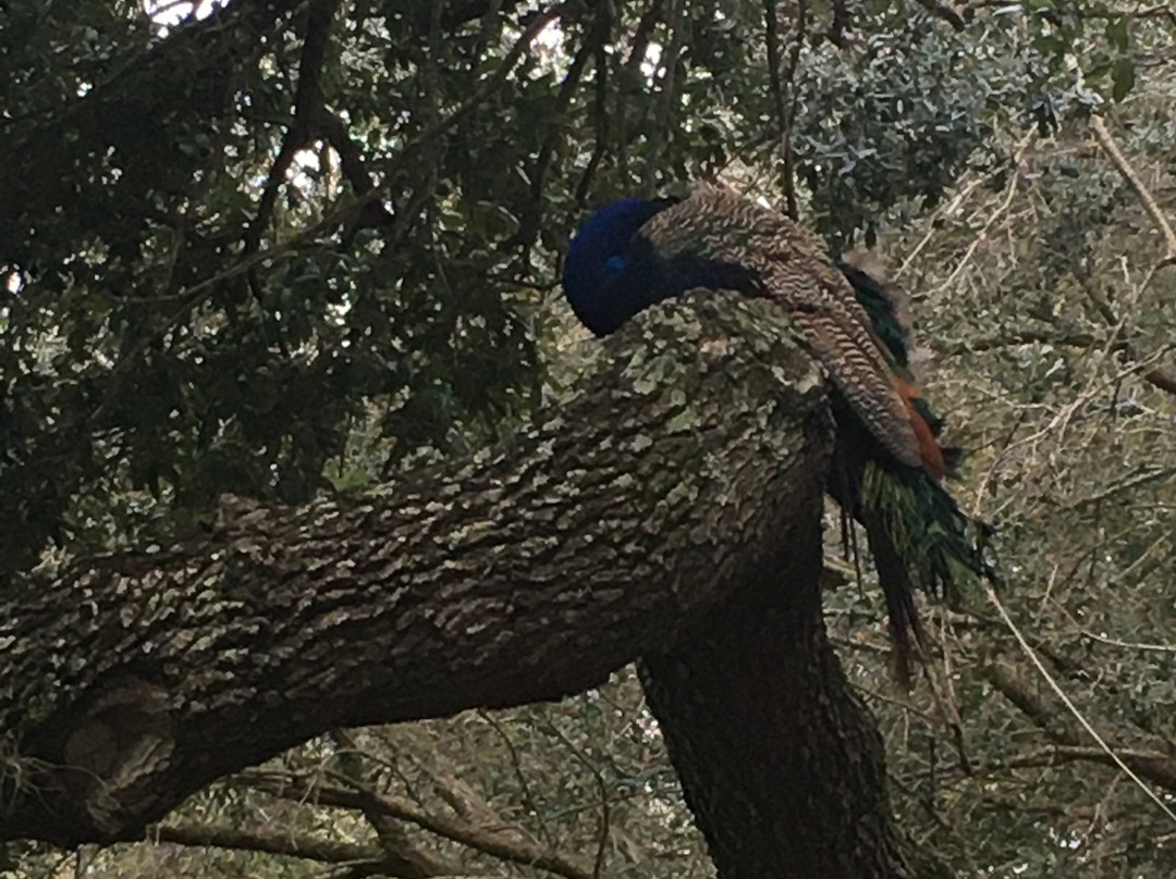 Holiday Inn Express Tampa-brandon By IHG主图