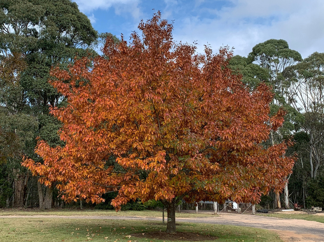 Mckeown's Rest Farmstay At Kenzell Farm主图
