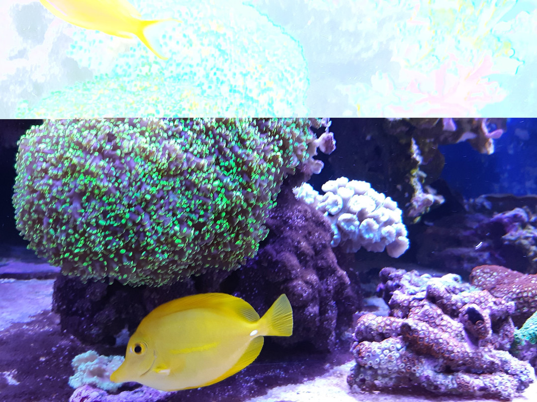 Aquarium de Dunkerque-敦克尔克必去景点