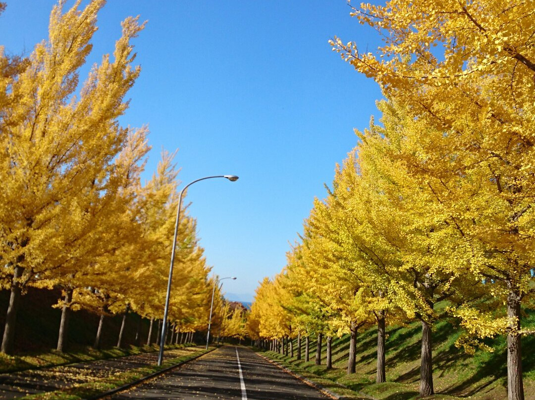 Toda Memorial Park Cemetery景点图片