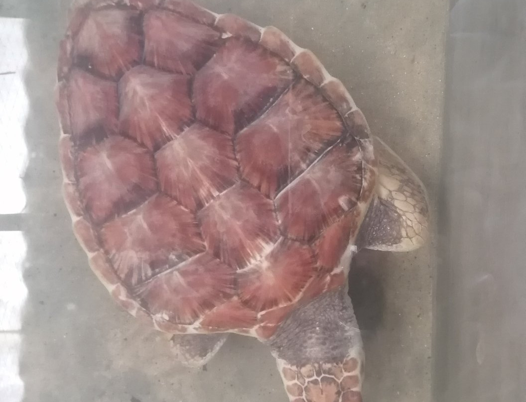 Kosgoda Sea Turtle Conservation Project景点图片