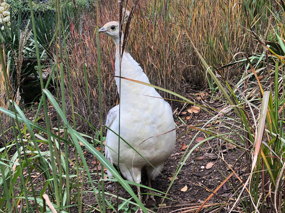 Zoo Landau景点图片