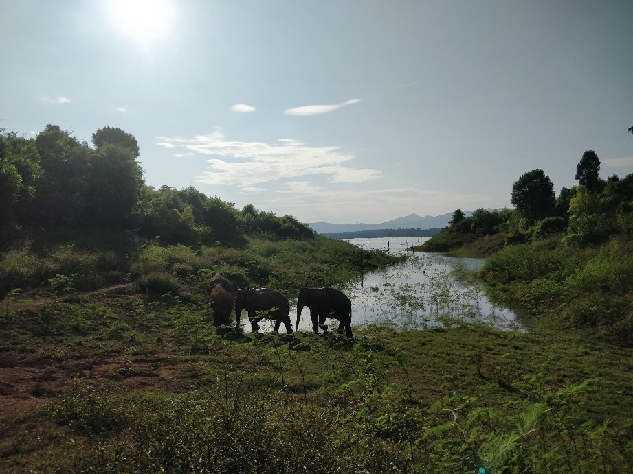 Vang Vieng Elephant Sanctuary景点图片