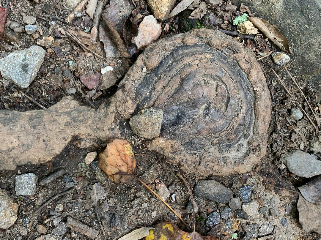 Sope Creek Trail-玛丽埃塔必去景点