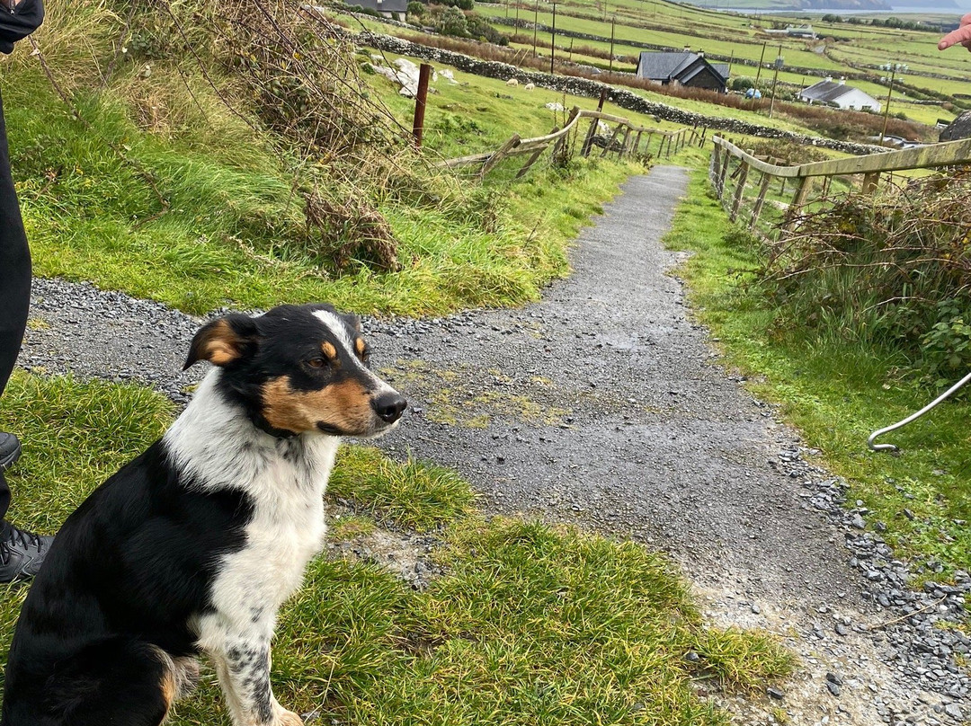 Dingle Sheepdogs Demonstrations & Trials景点图片