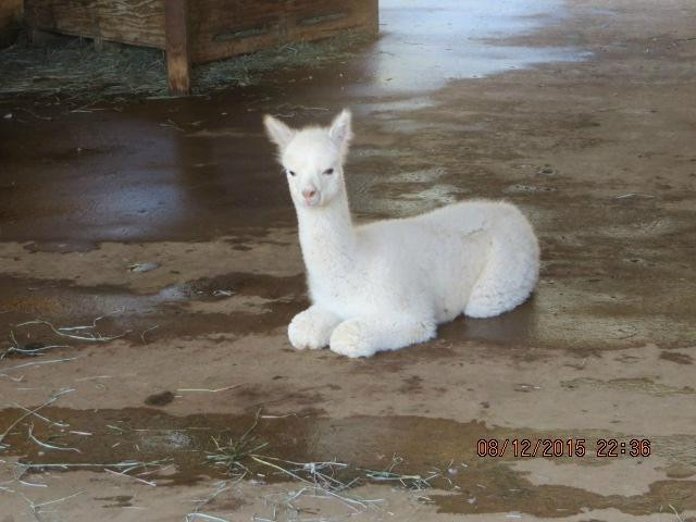 Parkdale旅游景点-Foothills Yarn and Fiber