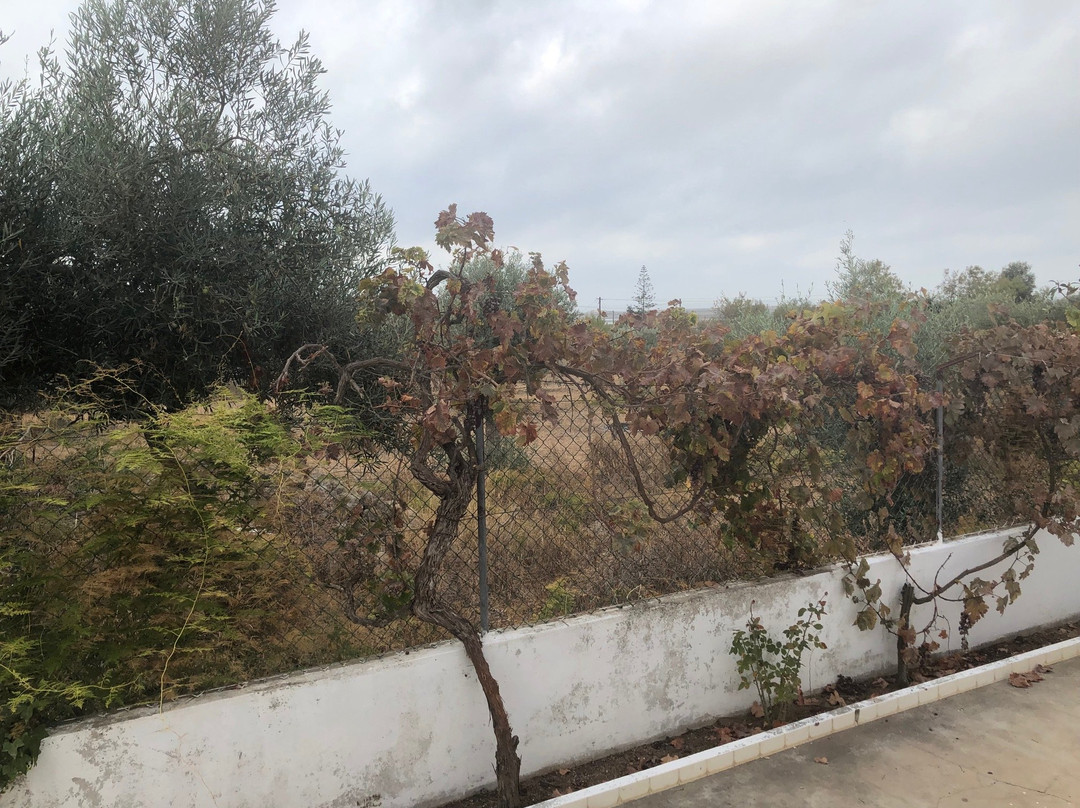 White Bride FZ主图