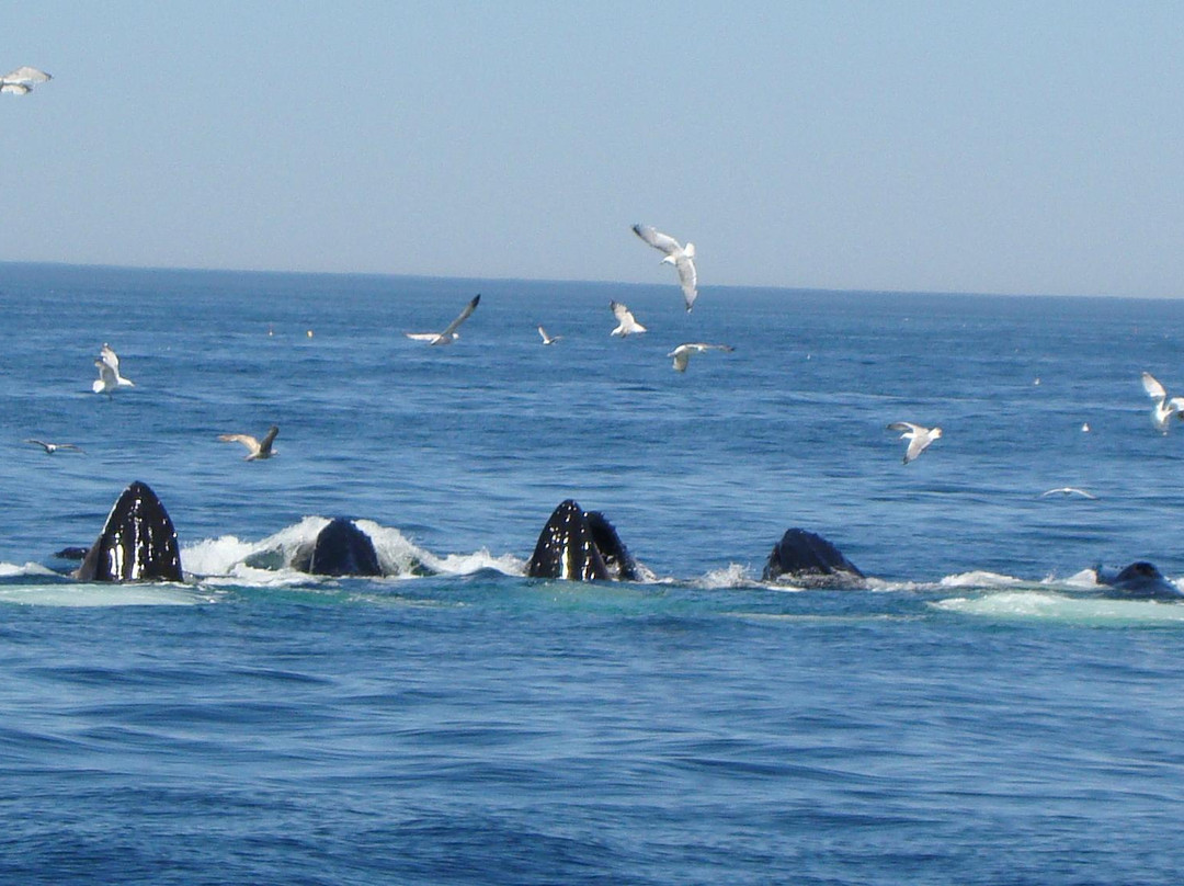 Provincetown Whale Watch