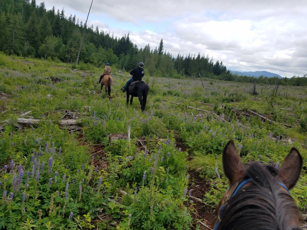 Mountain Horse Adventures景点图片