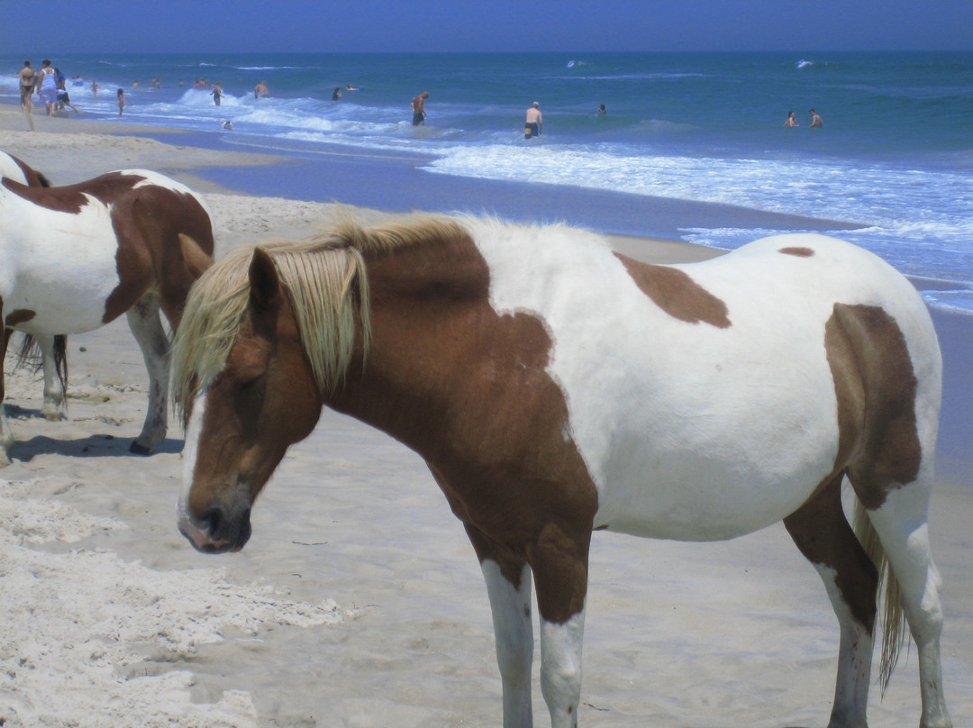 Assateague Beach-Assateague Island必去景点
