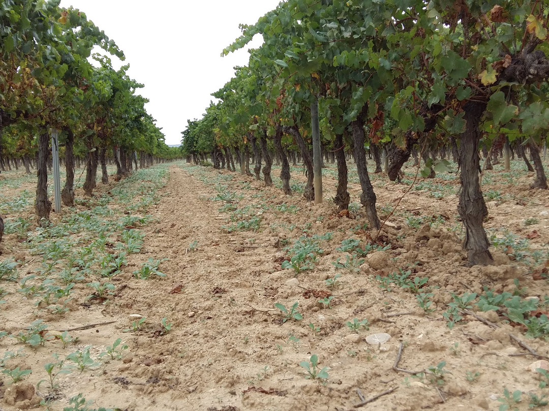 Pinord Winery景点图片