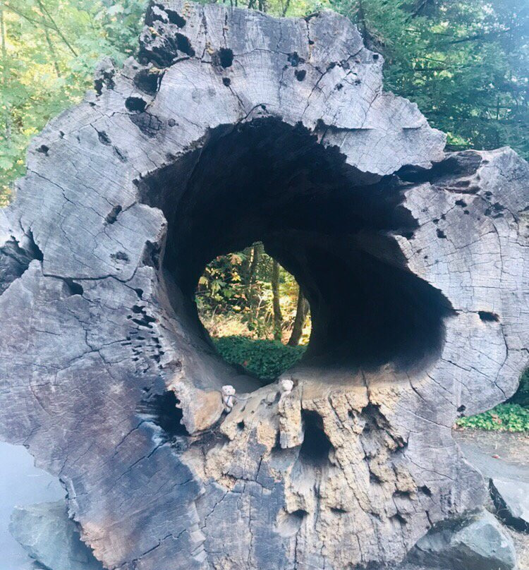 The Immortal Tree景点图片
