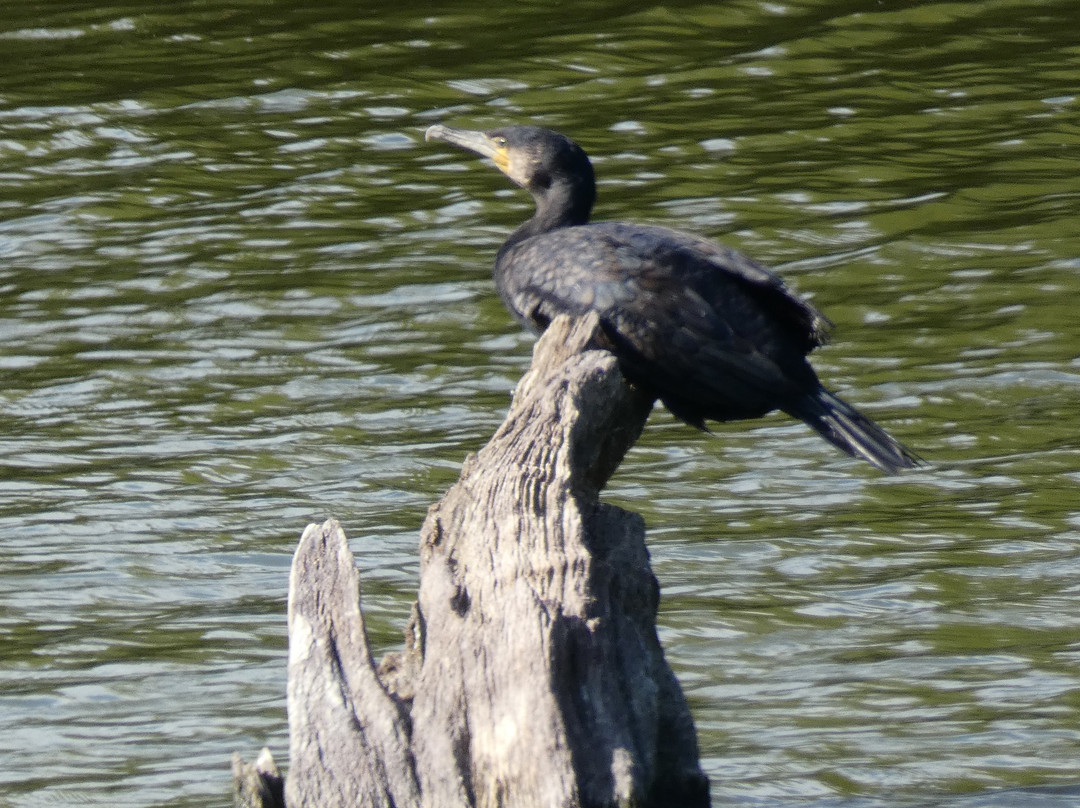 Essex Wildlife Trust Fingringhoe Wick Visitor Centre景点图片