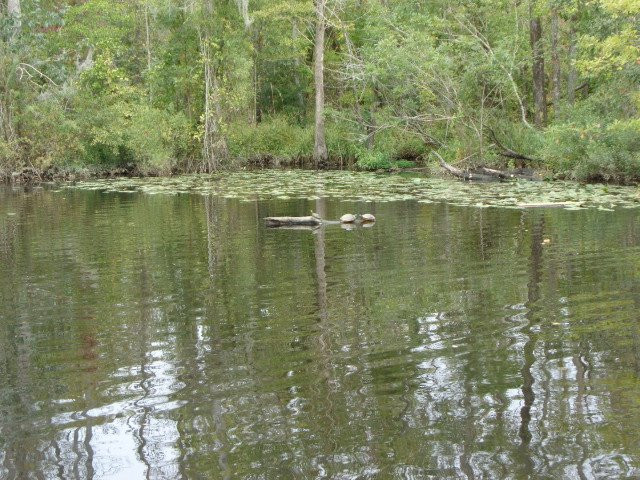 North Carolina Estuarium景点图片