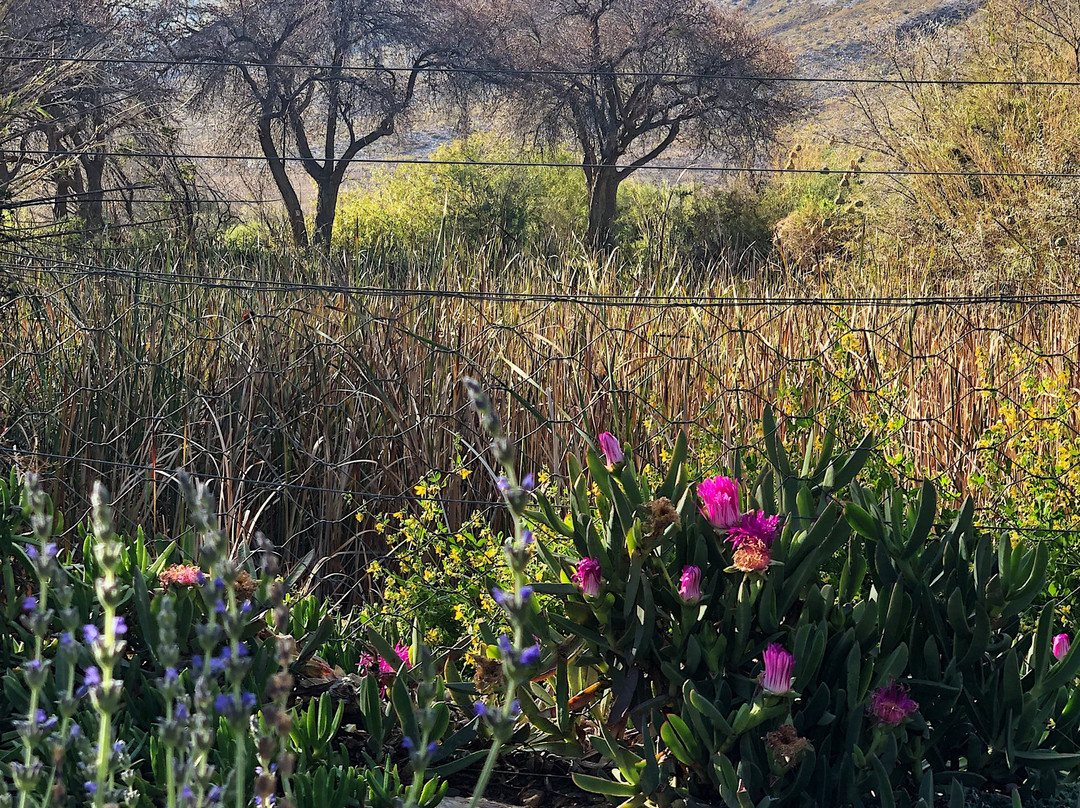 Dennehof Karoo Guesthouse主图