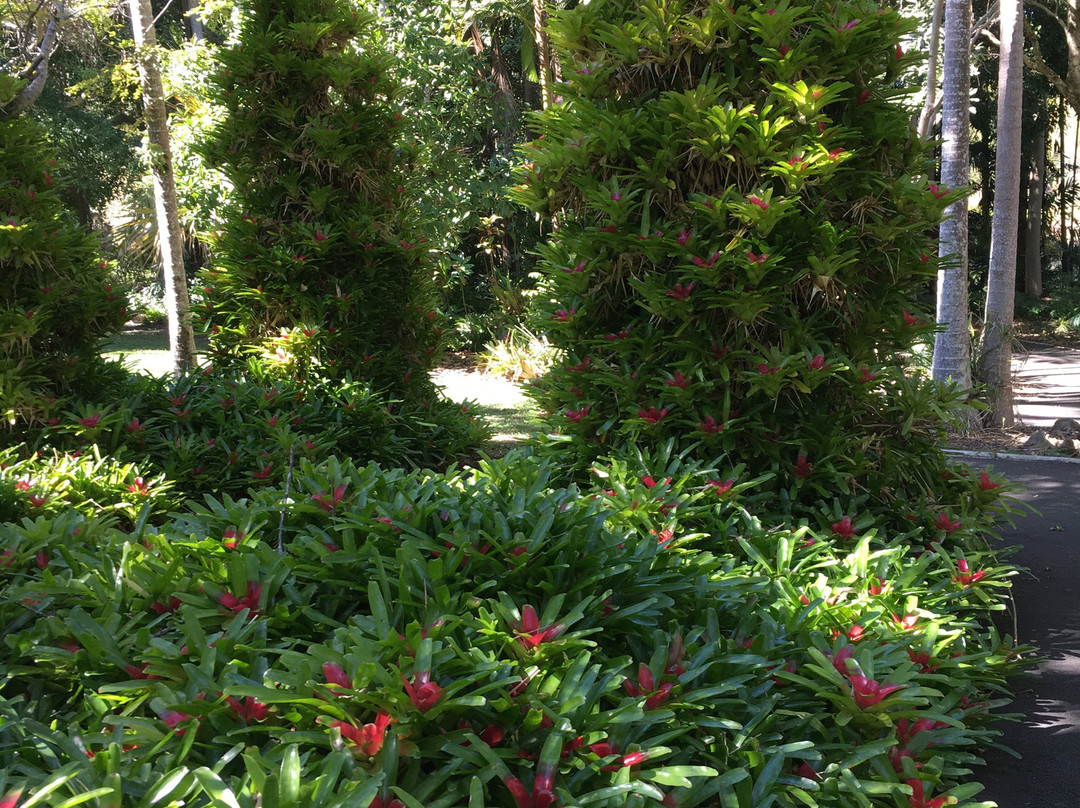 Noosa Botanic Gardens景点图片