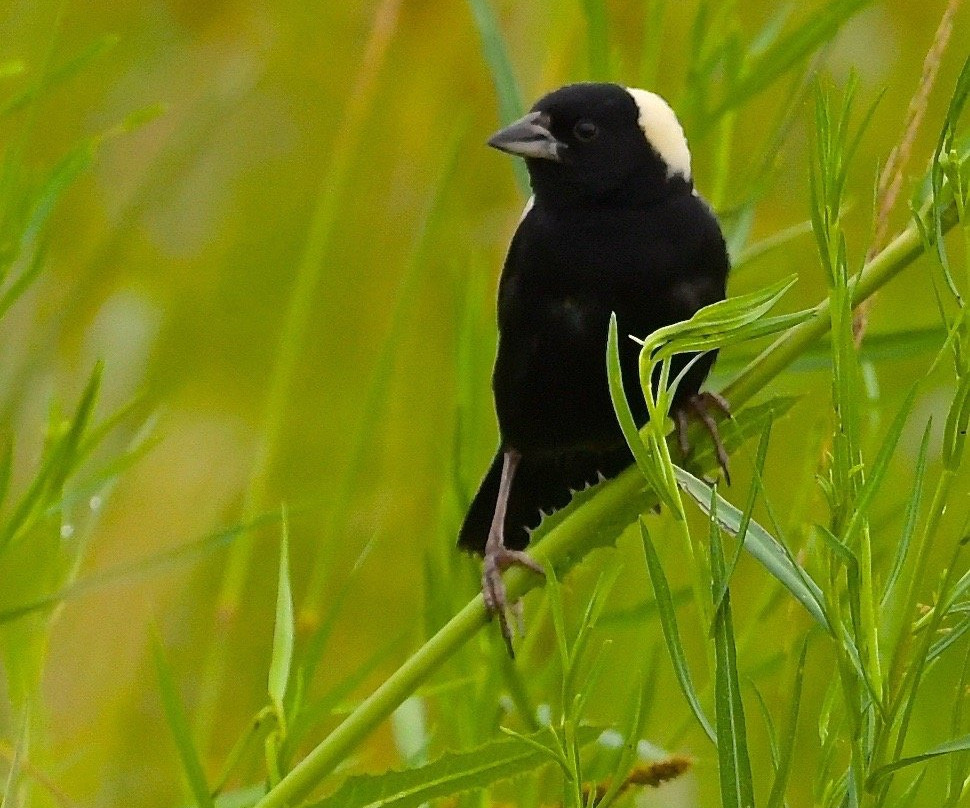 New England Bird Tours-East Middlebury必去景点
