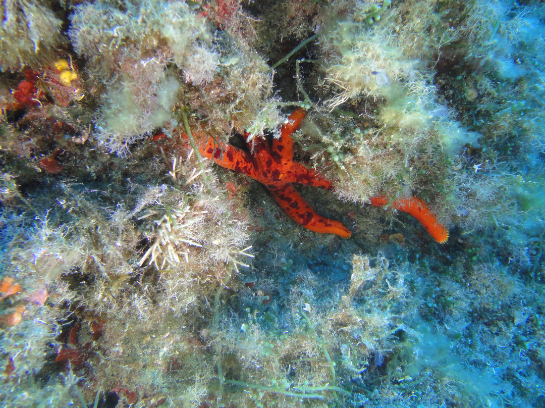 Tirrenian Diving Center景点图片
